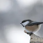 Riekko * Kuusamo